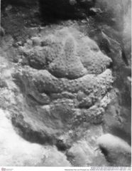 Historisches Foto von Prosopon sp. (NHMW-AFW-GEO-BACHMAYER-FOTO-1990-0041-1379)